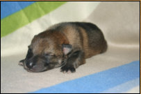 4 Tage