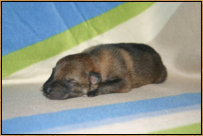 4 Tage