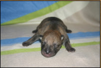 4 Tage