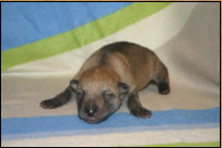 4 Tage