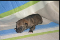 4 Tage