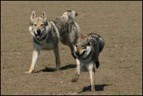 Erik und Inka