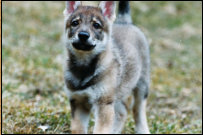 Inka jr. Eden Severu - 9 Wochen alt