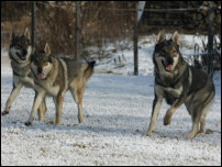 12.2007 Alina, Inka, Athaba
